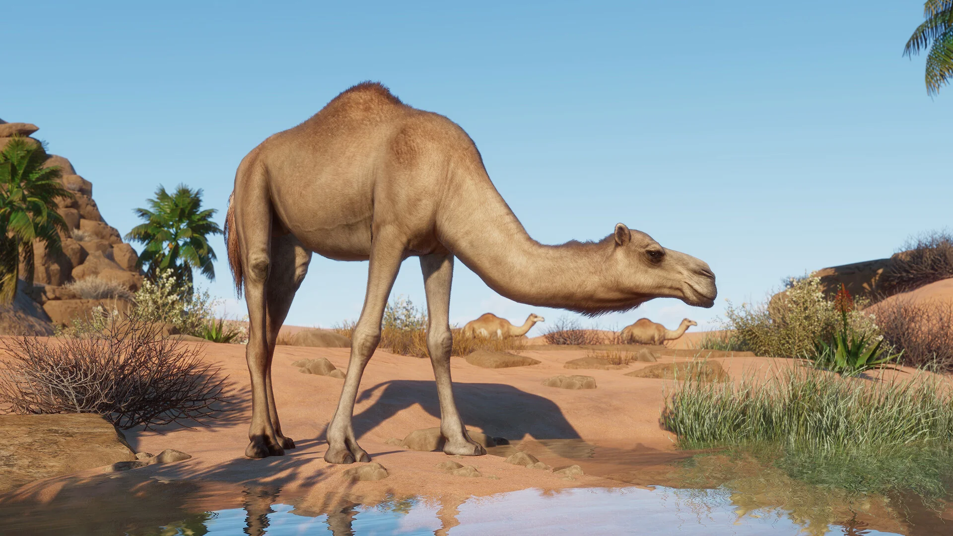 Planet Zoo - Arid Animal Pack DLC - Image 2